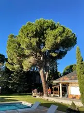 Tala y poda en Altura de árboles en Sevilla y municipios