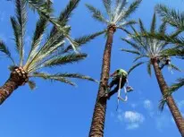 Tala y poda en Altura de árboles en Sevilla Tala y poda en Altura de árboles en Sevilla y municipios